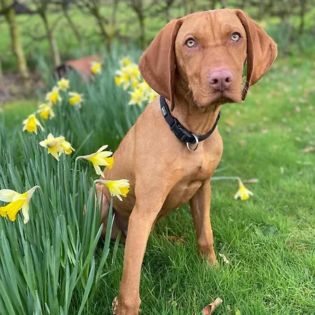 Feldgefluester דירה