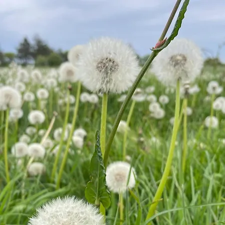 Feldgefluester דירה *